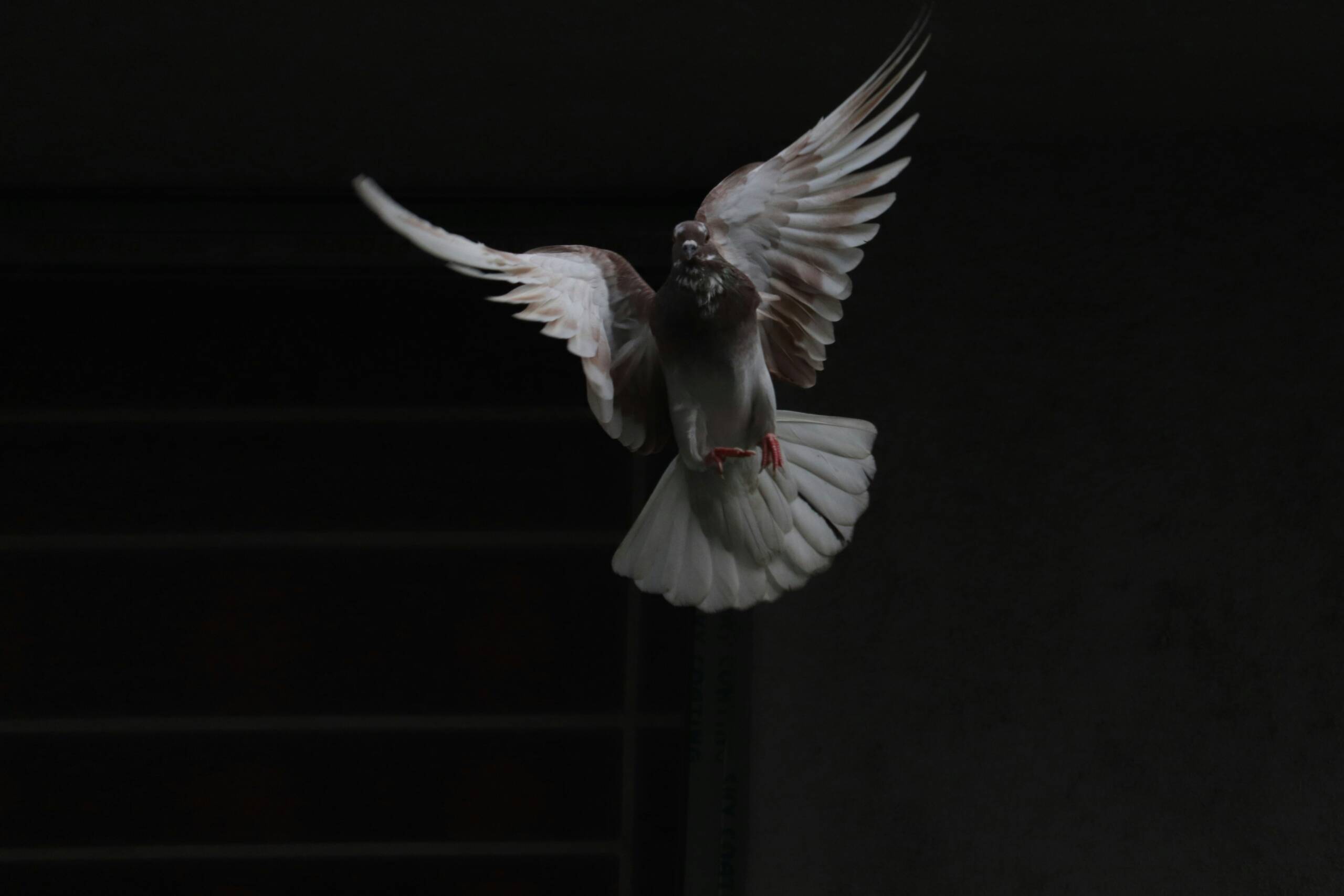 A pigeon flying in the dark with its wings spread.
