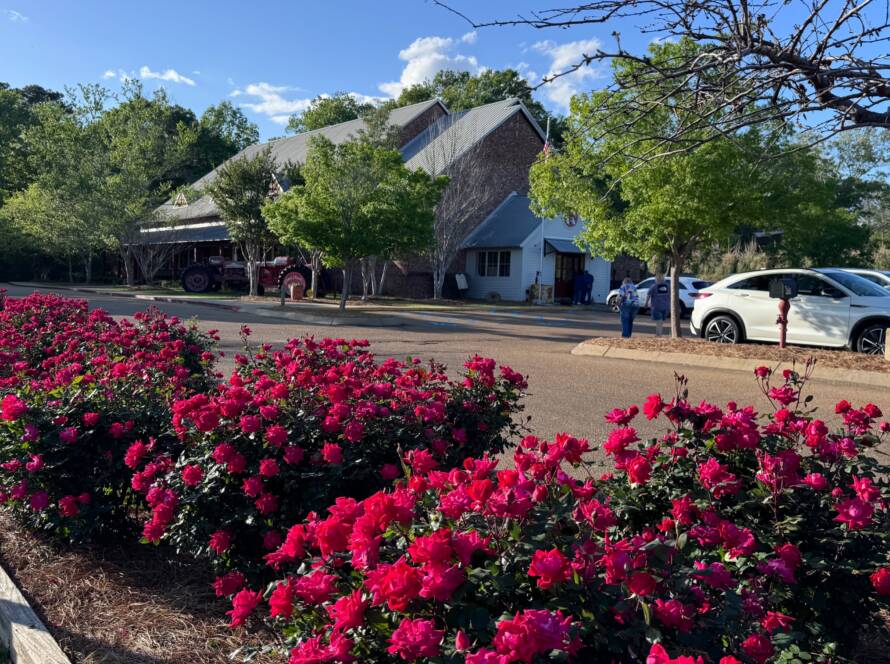 A street with flowers and cars on the side.