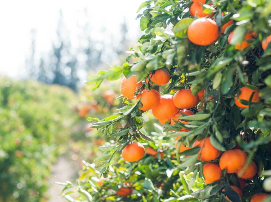 Ripe oranges on a tree branch.
