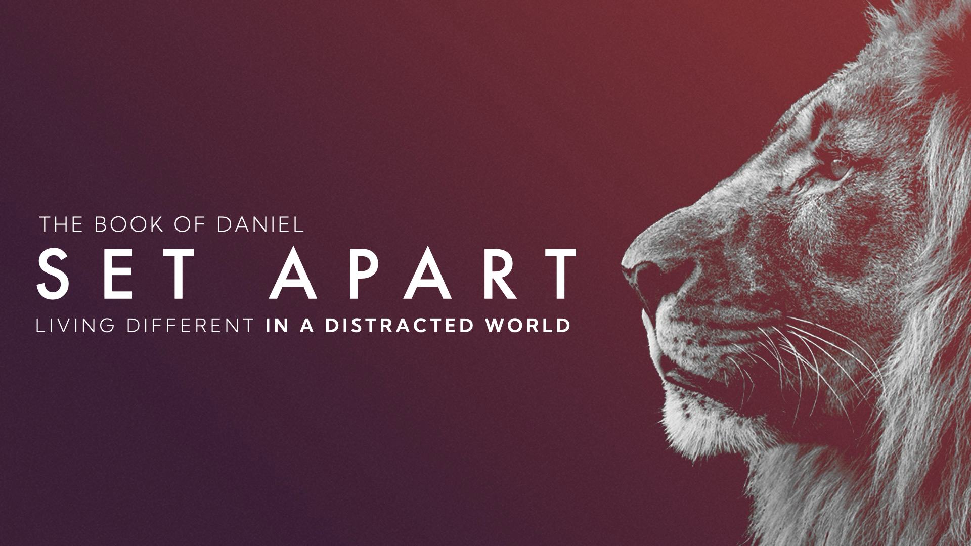 Lion image with Set Apart Book of Daniel